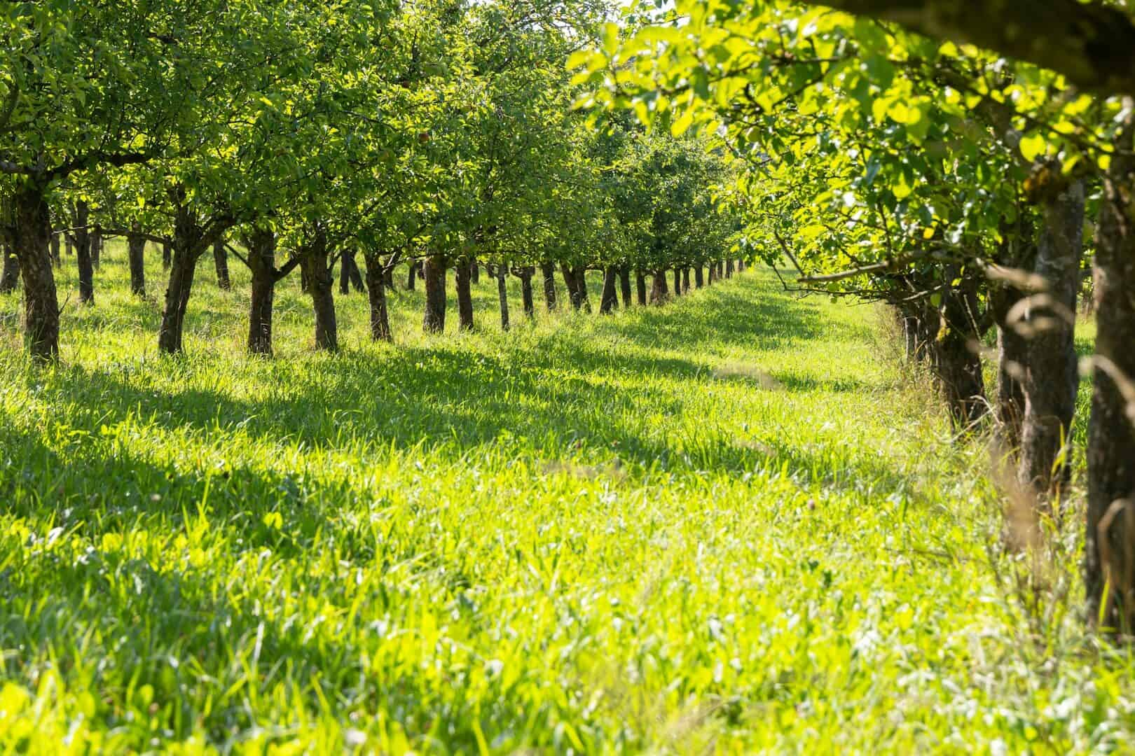 A row of trees that are in the grass