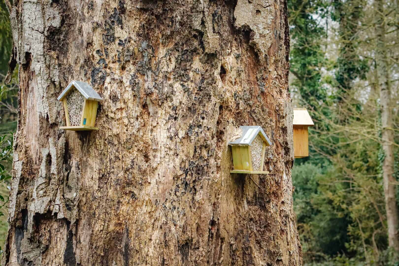 Bee hotels attached to a large tree trunk in a serene woodland setting in Kilkenny, Ireland.