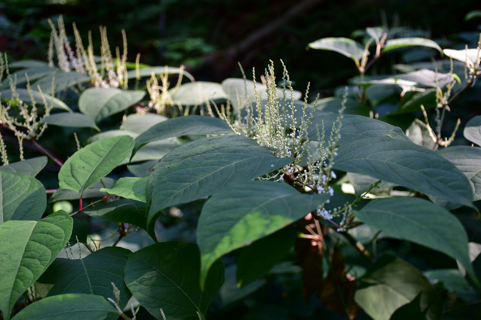 a close up of a plant with many leaves